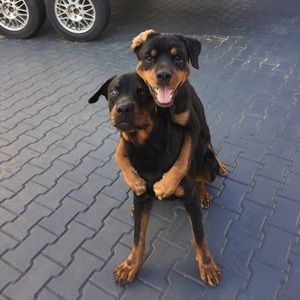 Meet your Posher, Jose